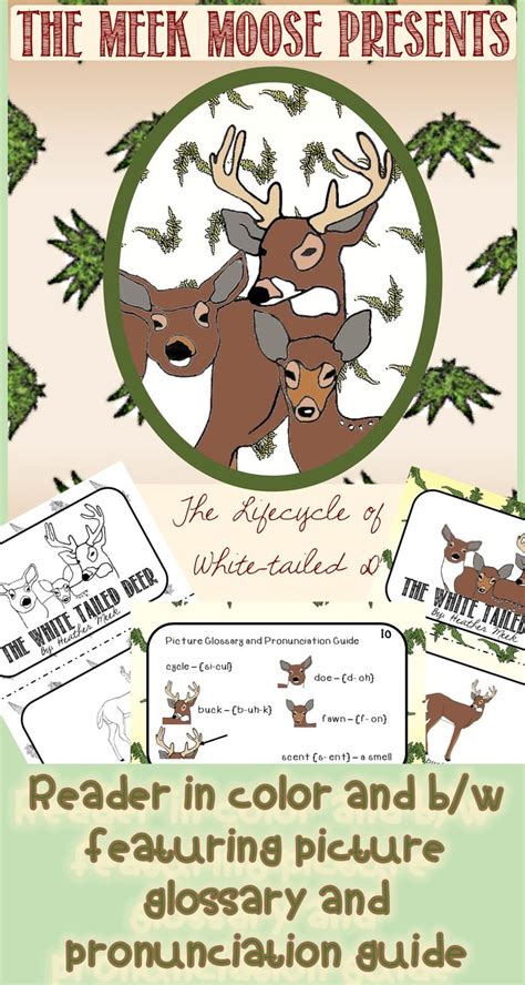 Whitetail Deer Life Cycle Chart