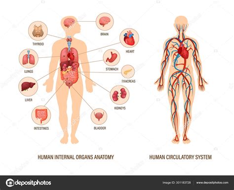 Anatomia Del Cuerpo Humano Infografia De La Estructura De Los Organos