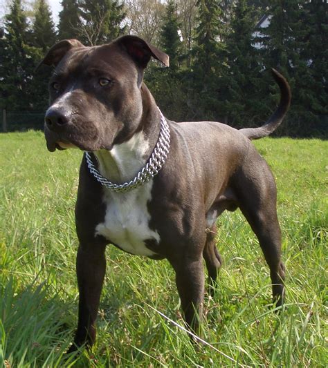 American Staffordshire Terrier - Puppies, Rescue, Pictures, Information ...