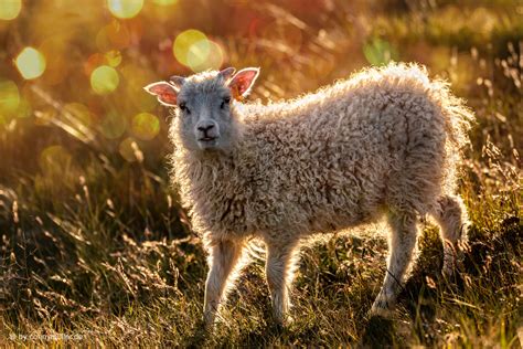 Icelandic Sheep Foto And Bild Schafe Ovis Gmelini Aries Nordische