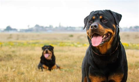 10 Best Large Dog Breeds For Families