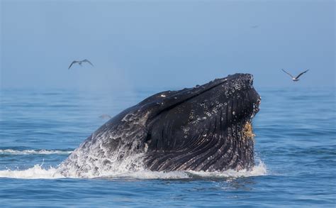 Humpback Whale Megaptera Novaeangliae Lunge Feeding Flickr