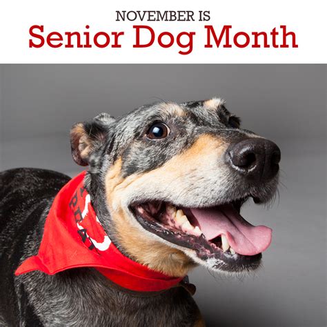 No Better Time Adopt A Senior Dog Ontario Spca And Humane Society