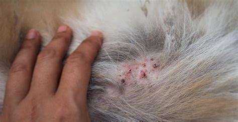 How To Tell If Dog Has Fleas 8 Sure Signs