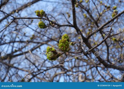 Buds Of Norway Maple Against Blue Sky Stock Image Image Of Botany