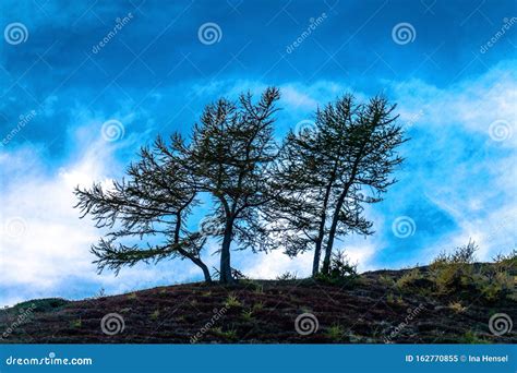 Silhouettes Of Two Lonely Windswept Mountain Pine Trees Against A Blue