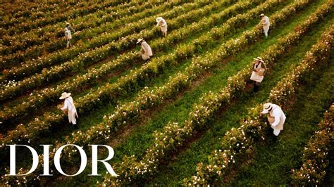 Inside The New Dior Rose Garden Youtube
