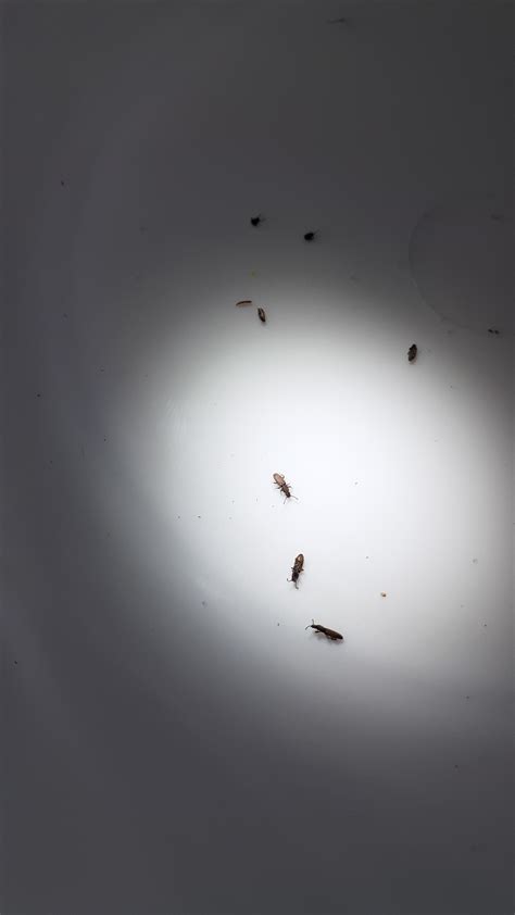Tiny Ant Like Bug In Kitchen Ask Extension