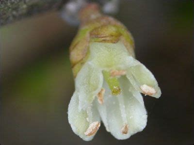 A Close Up View Of A Flower Bud