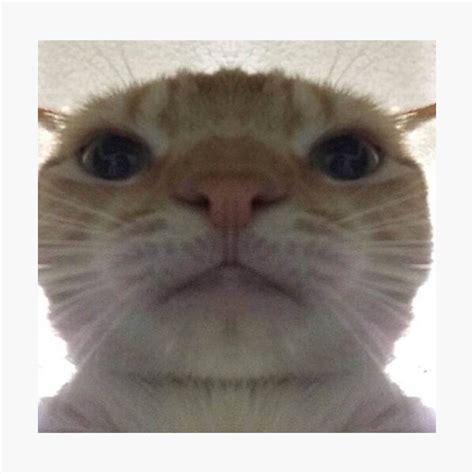 Cat Face Meme Ubicaciondepersonascdmxgobmx