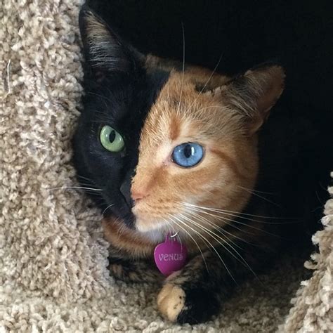 Venus An Adorable Chimera Cat From North
