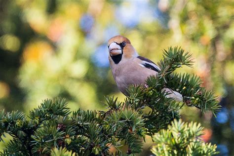 Darley Dale Wildlife Hawfinches Still At St Helens