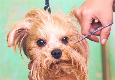 How To Groom A Morkie Puppy And Be Good At It Morkie Dogs Morkie