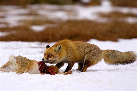 They are very social and thus easily make friends with human. Fox | Animal Wildlife