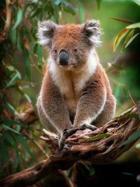 Koalas ♥ Australian Fauna Australian Wildlife Animals And Pets Baby