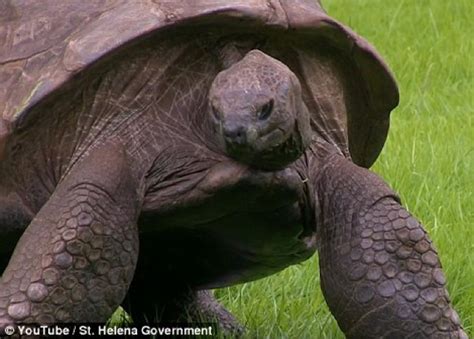 Here's hoping their population, at. Jonathan the world's oldest living Tortoise gets his first ...