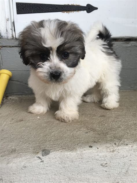 Havachon | Hopeful Dreams Family Puppies