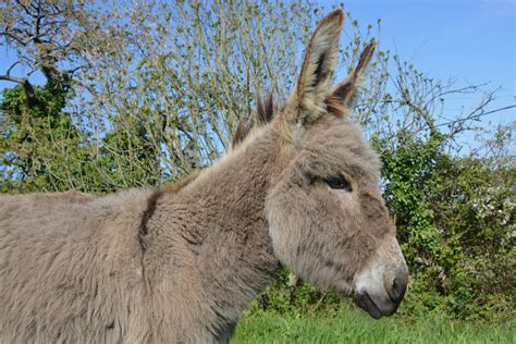 Donkey Hiking Calm Free Stock Photo Public Domain Pictures