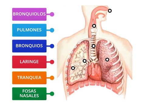 Partes Del Sistema Respiratorio Diagrama Con Etiquetas Sexiz Pix