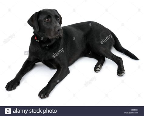 Pin On Inktober Dogs