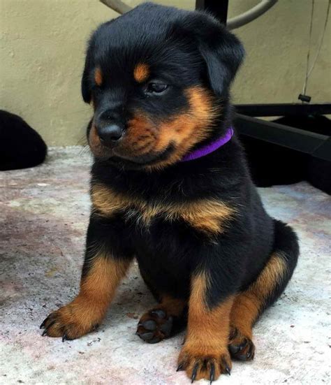 When you purchase a rottweiler puppy from von evman rottweilers, be prepared to have a smart, spoiled, and very easy to train puppy. Akc German Rottweiler Puppies For Sale | PETSIDI