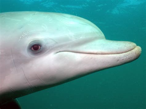 Underwater Photographer Luke Baades Gallery Favourites Dolphin Eye