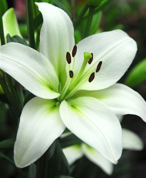 Top 97 Images Types Of White Lilies With Pictures Excellent