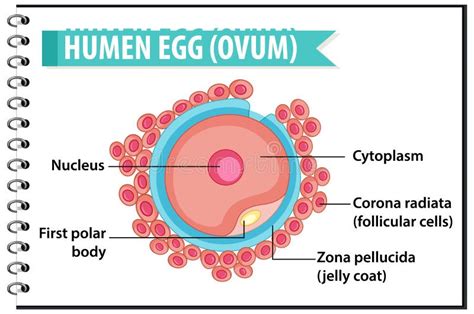 human egg or ovum structure and human sperm or spermatazoa for health education infographic