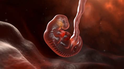 Human Embryo At End Of 5 Weeks Stock Motion Graphics Sbv 346471745