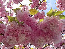 It is somewhat tolerant of alkaline soil and drought, but is sensitive to pollution and stresses in general. Kwanzan Flowering Cherry (Prunus serrulata 'Kwanzan') in ...