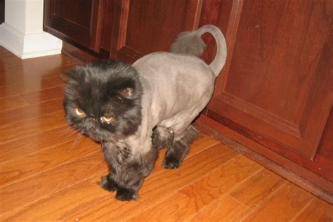 When Should A Persian Cat Be Shaved Porn Images