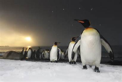 Wwf Penguins Planet 4k Earth Penguin Ecards