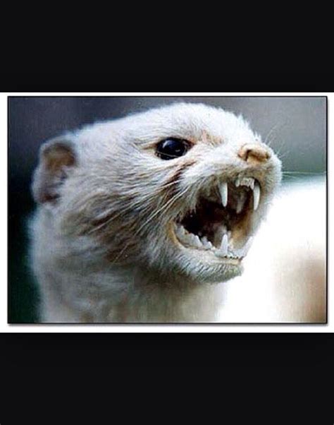 Angry Weasel Angry Animals Scary Animals Animals