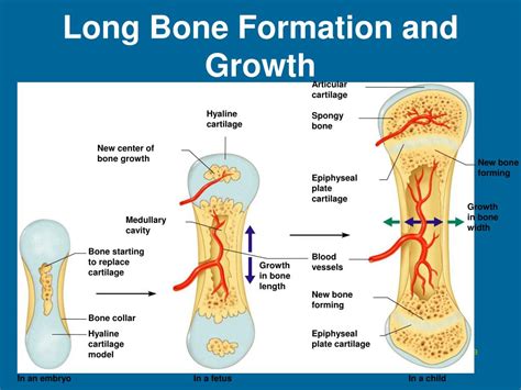 A model of the bone is first formed in cartilage. Long Bone Model : Https Encrypted Tbn0 Gstatic Com Images ...