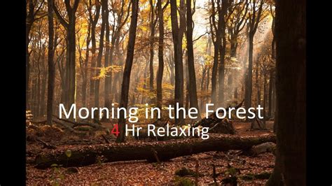 Morning In The Forest 4 Hours Of Relaxing Nature Music Birds Sounds