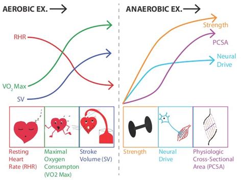 Anaerobic Exercise Physiopedia