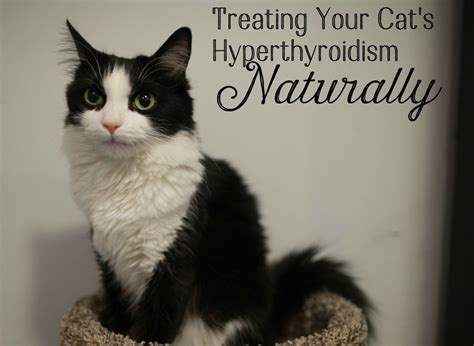 Natural Treatment For Hyperthyroidism In Cats Pethelpful