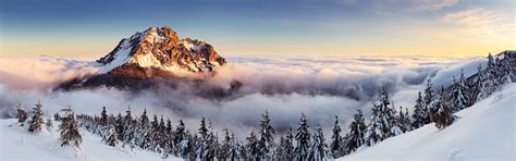 Landscape Mountain Mist Pine Trees Winter Slovakia Multiple