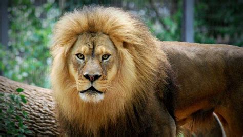 Popular 16 Year Old Lion Dies At Topeka Zoo