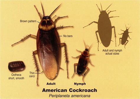 Palmetto Bug Vs Cockroach Adinaporter