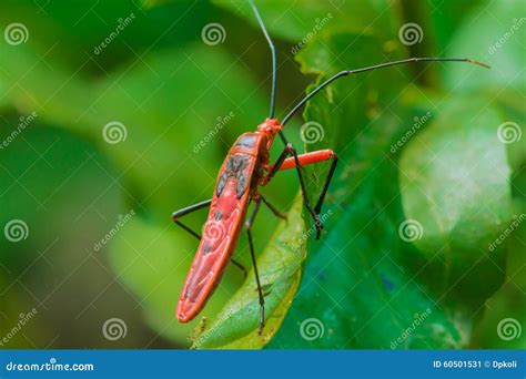 Red Insects Stock Image Image Of Bright Insects Rest 60501531