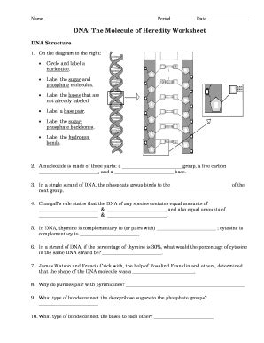 Read book from dna to proteins vocabulary practice answer. Dna The Molecule Of Heredity Worksheet Answers - worksheet