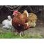 Ex Battery Hen For Sale  Chickens Breed Information Omlet