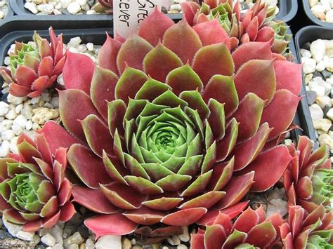 Pacific Green Sleeves Pacific Green Sempervivum Planting Flowers