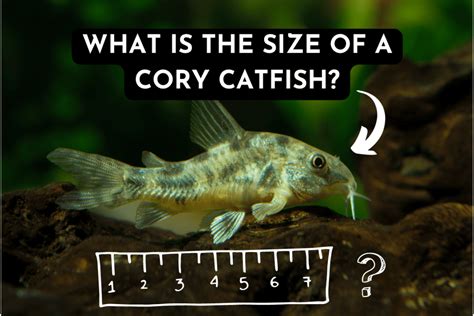 Cory Catfish Size Explained How Big Do They Get Pet Fish Online