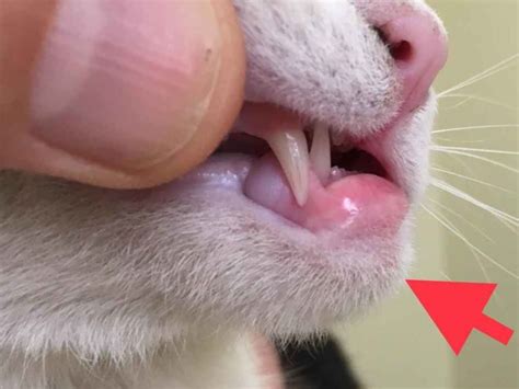 6 Causes Of Lip Sores And Mouth Ulcers In Cats Walkerville Vet