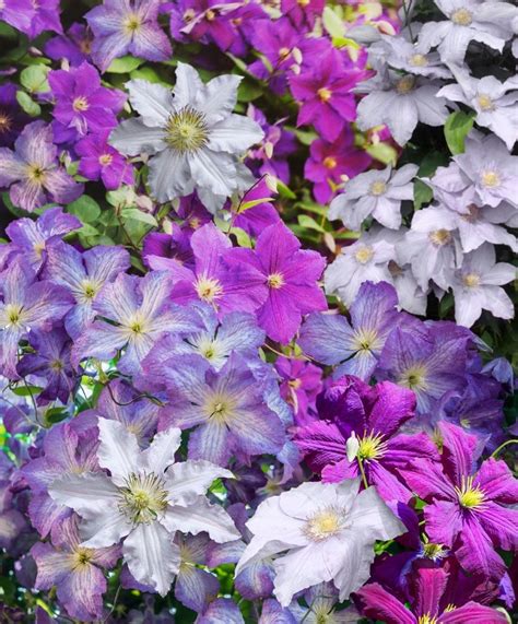 Cottage Farms Direct Live Three In One Plum Gorgeous Trio Clematis