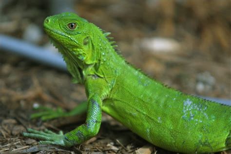 Iguanas Facts About All
