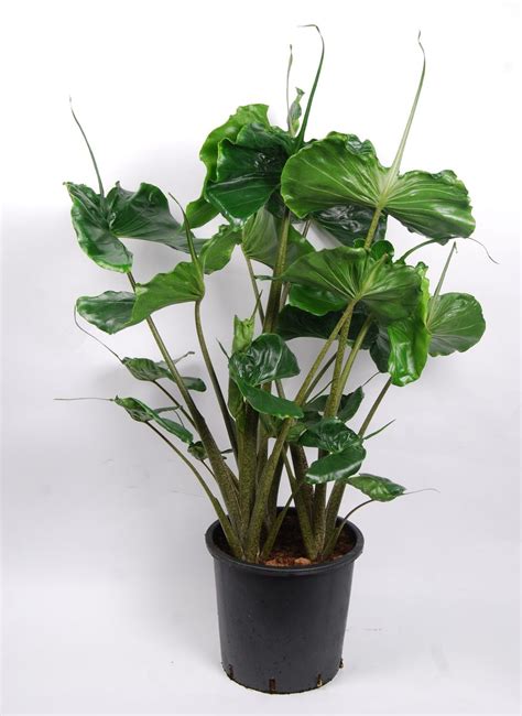 Alocasia Stingray — Plant Wholesale Floraccess