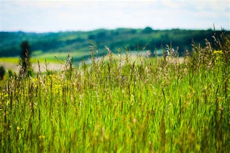 Prairie Field Stock Image Image Of Prairie Nature Grass 97050939